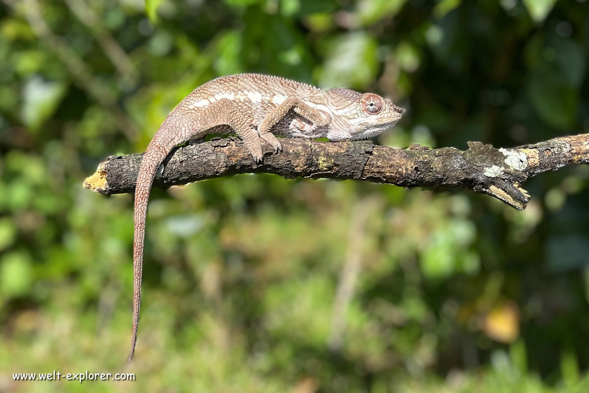 Madagaskar Chamäleon im Masoala-Nationalpark