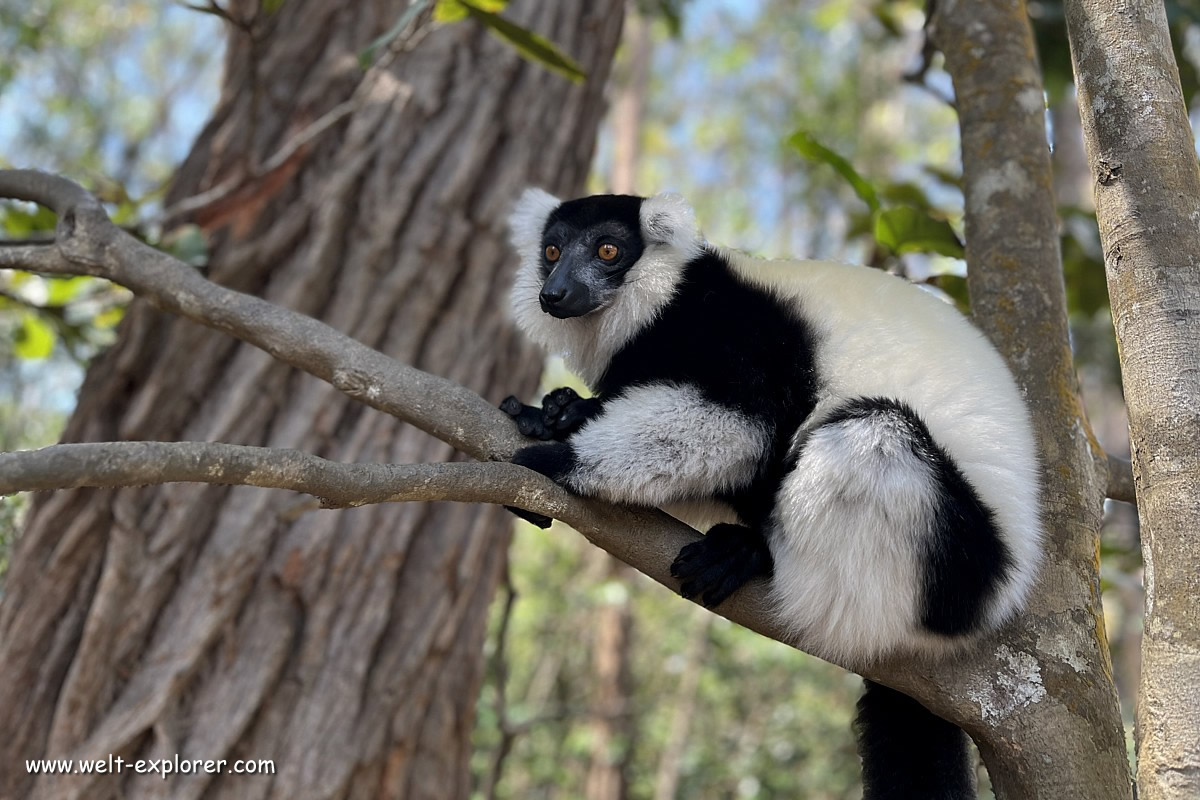 Schwarzweisser Vari Lemuren aus Madagaskar