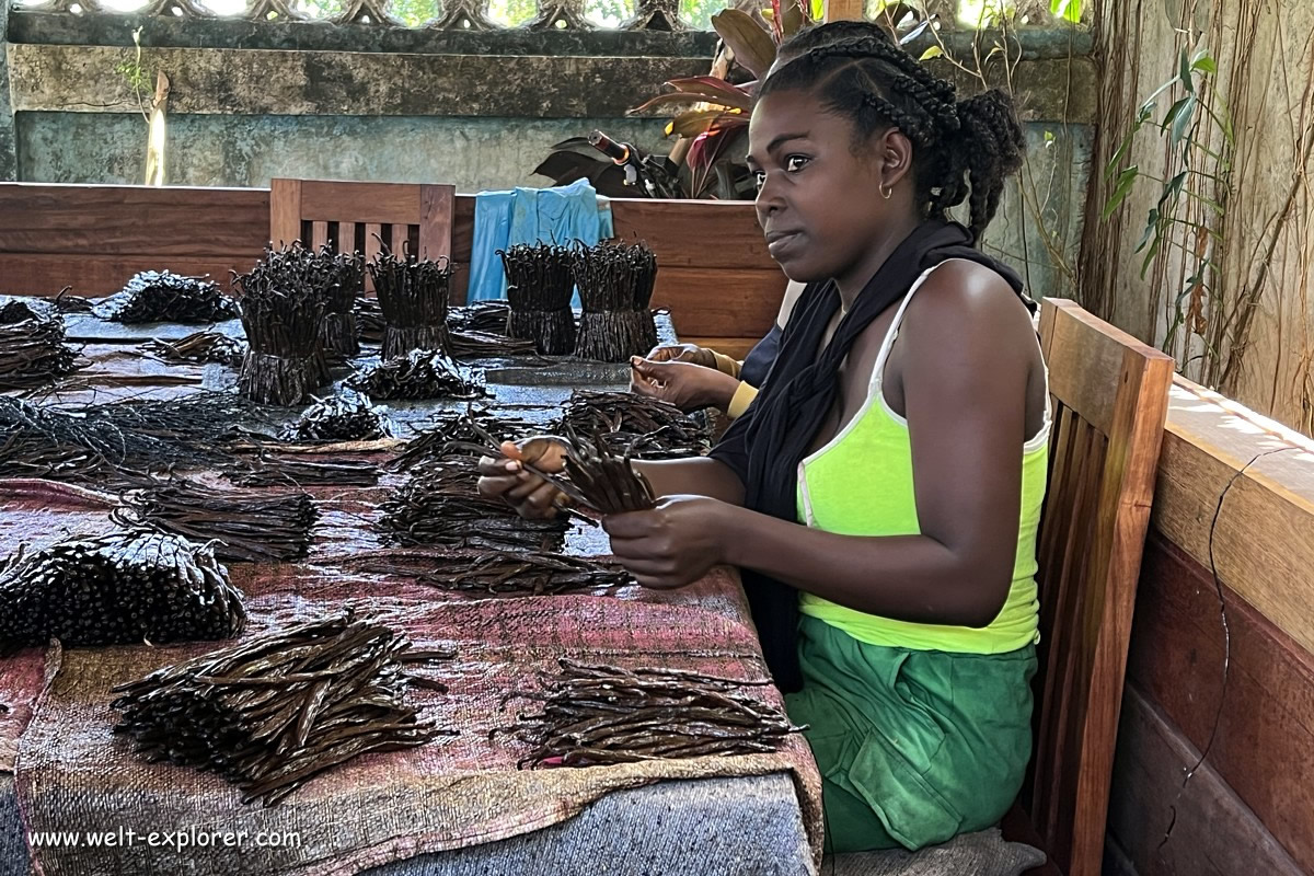 Madagaskar Vanille Arbeiterin in Maroantsetra
