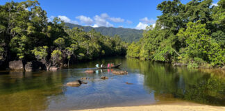 Masoala-Nationalpark: Reich der Lemuren im Regenwald Regenwald im Masoala Nationalpark in Madagaskar