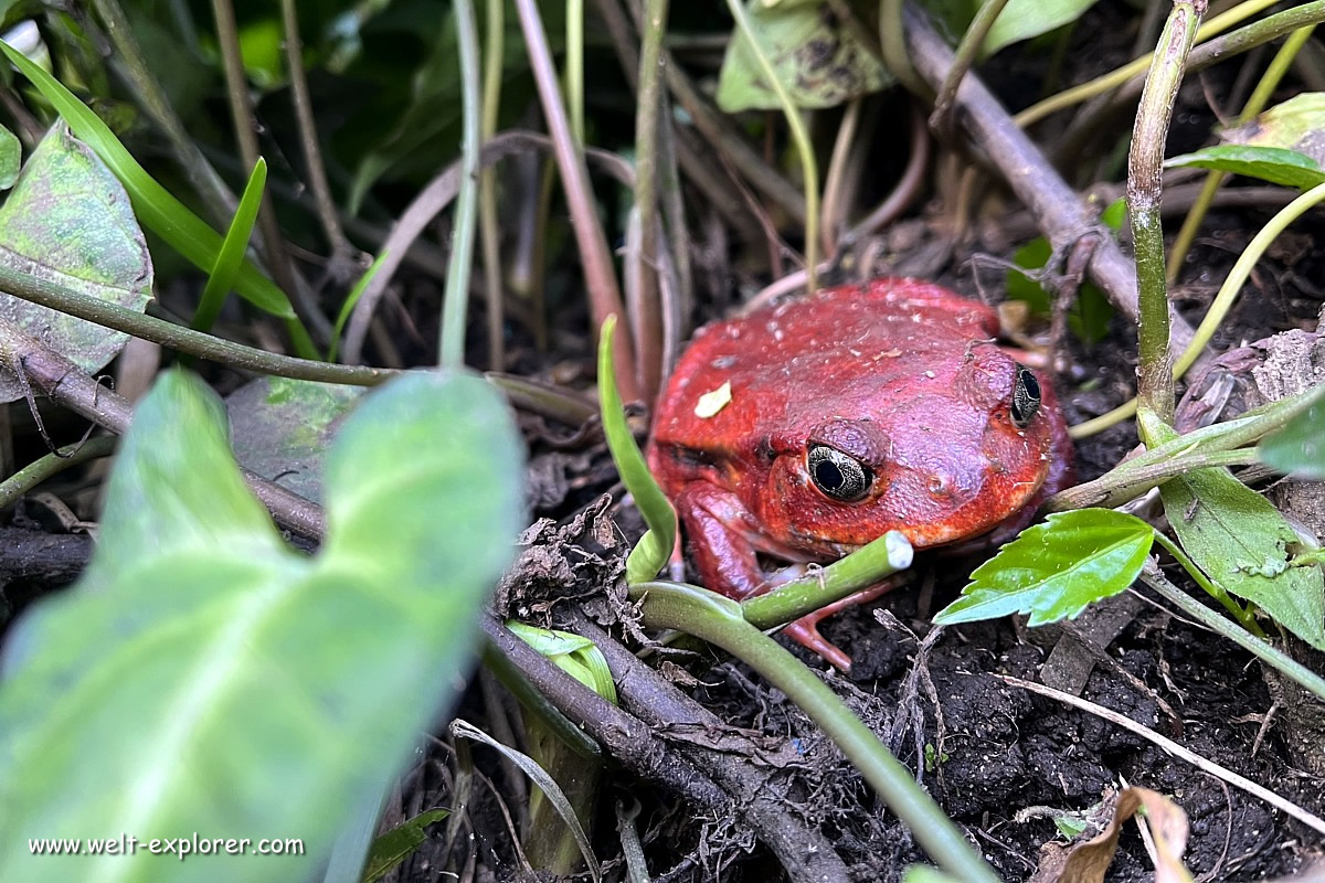 Roter Tomatenfrosch in Masoala