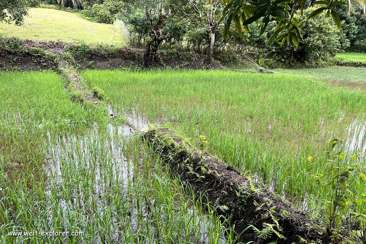 Reisfeld auf der Insel Sainte-Marie