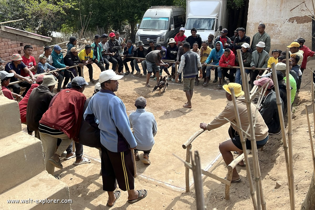 Hahnenkampf in Afrika
