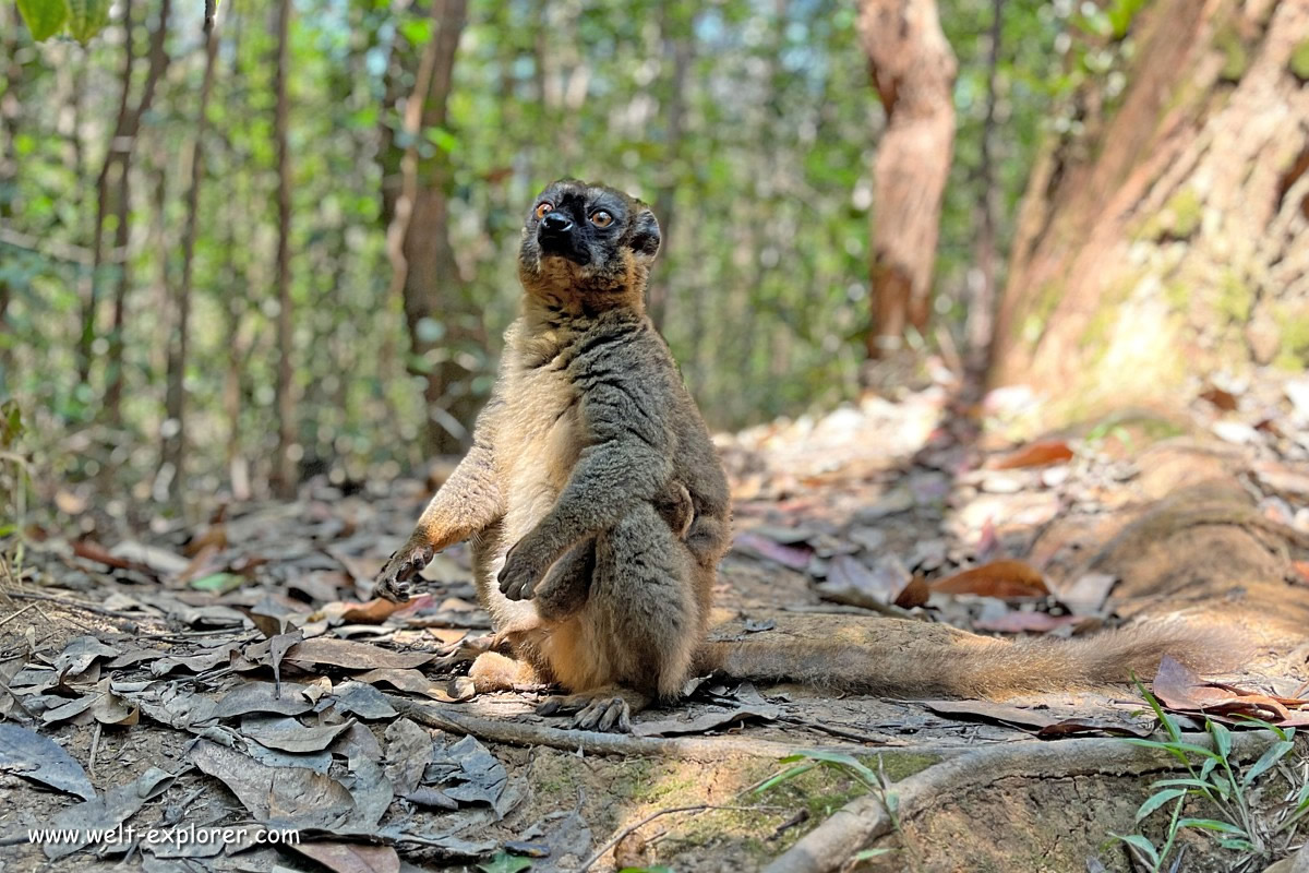 Lemuren Flora und Fauna in Madagaskar