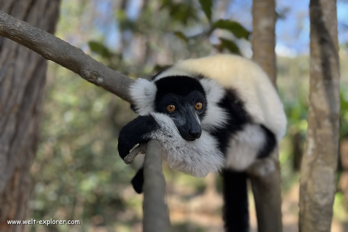 Lemuren und die Tierwelt auf Rundreise Madagaskar
