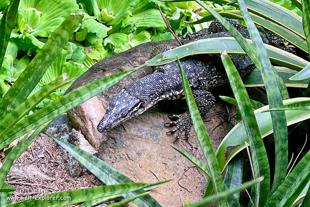 Tierwelt Waran auf der Insel Palawan auf den Philippinen