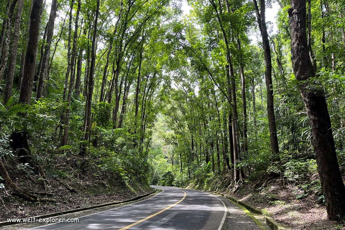 Bilar Man-Made Forest