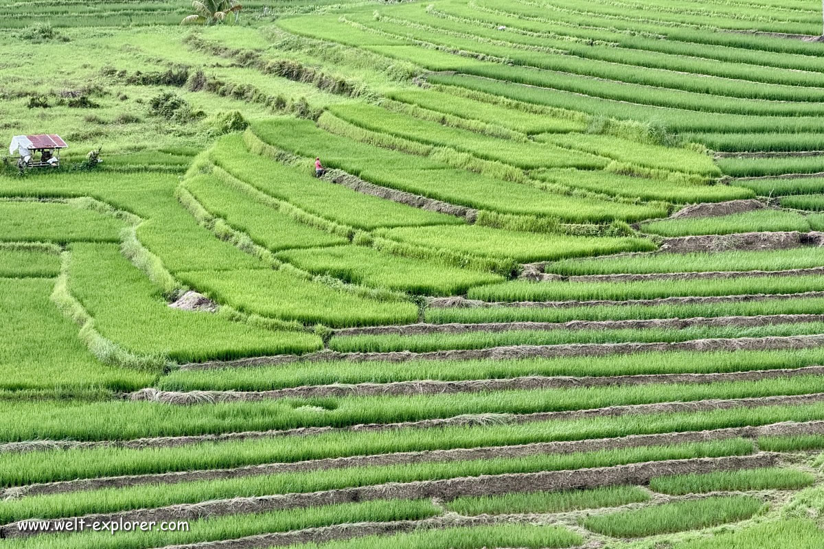 Cadapdapan Reisterrassen im Osten von Bohol