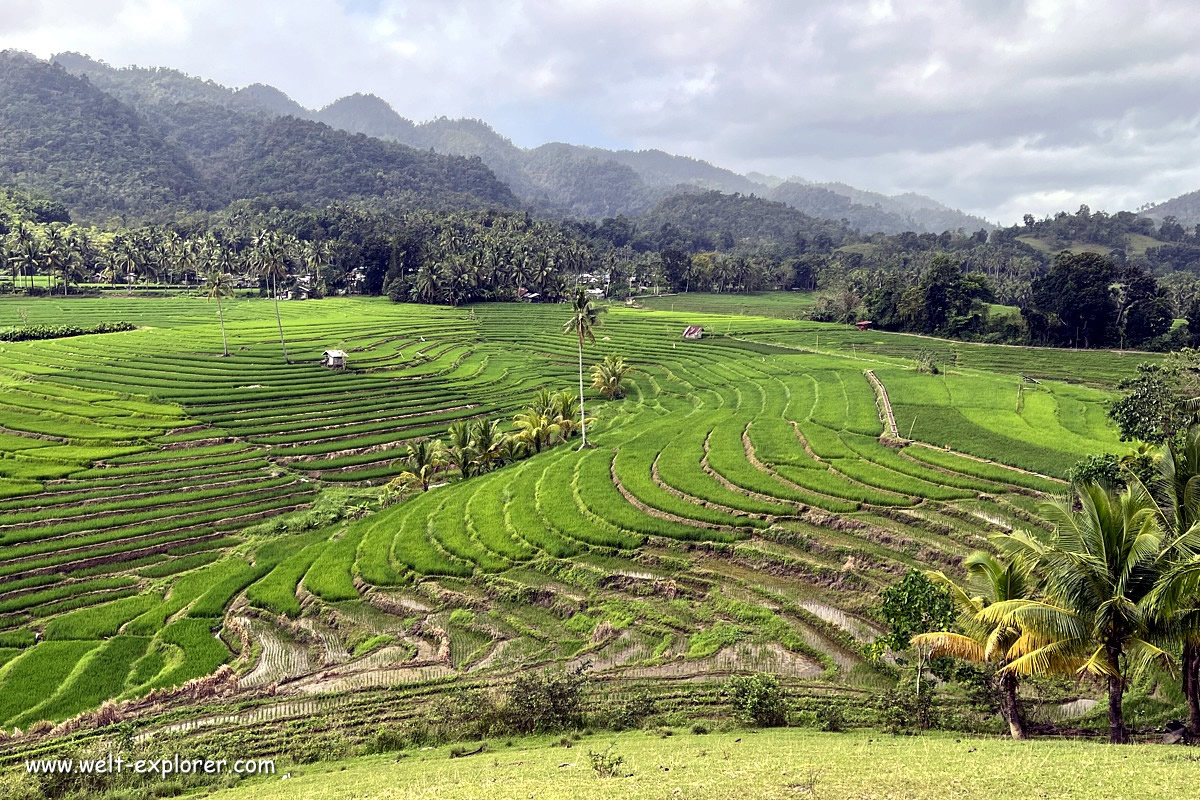 Sehenswürdigkeit Cadapdapan Reisterrassen im Osten der Insel