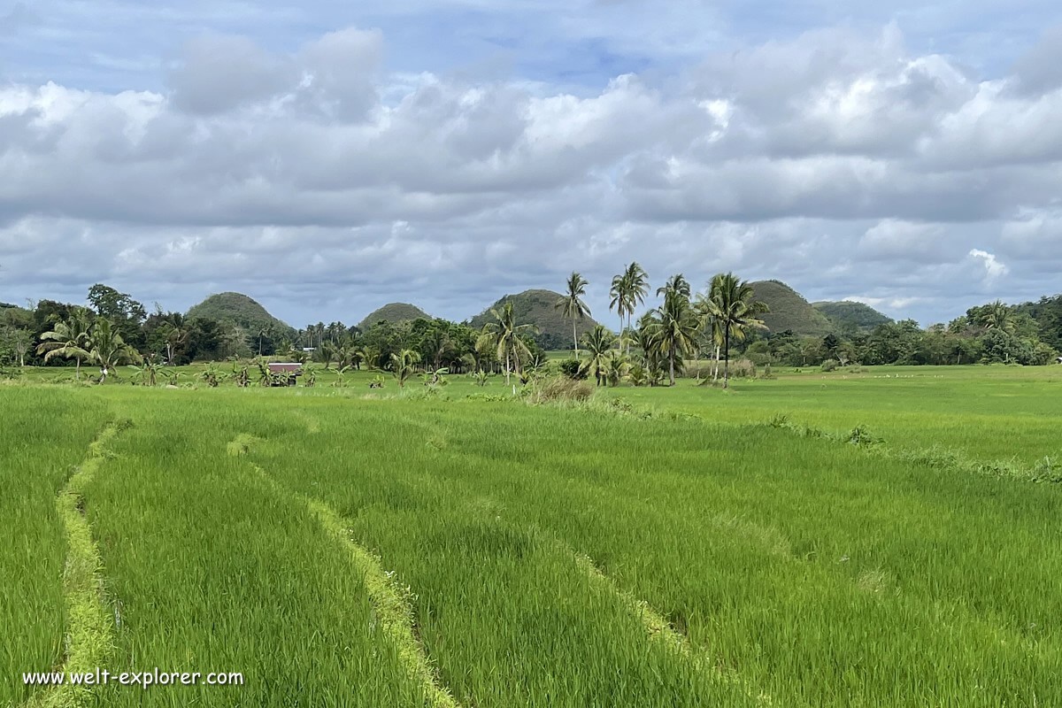 Highlight auf Bohol und Philippinen sind Chocolate Hills