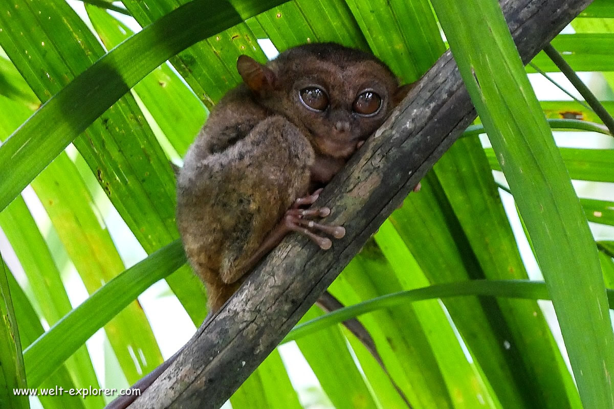 Koboldmakis im Philippine Tarsier Sanctuary