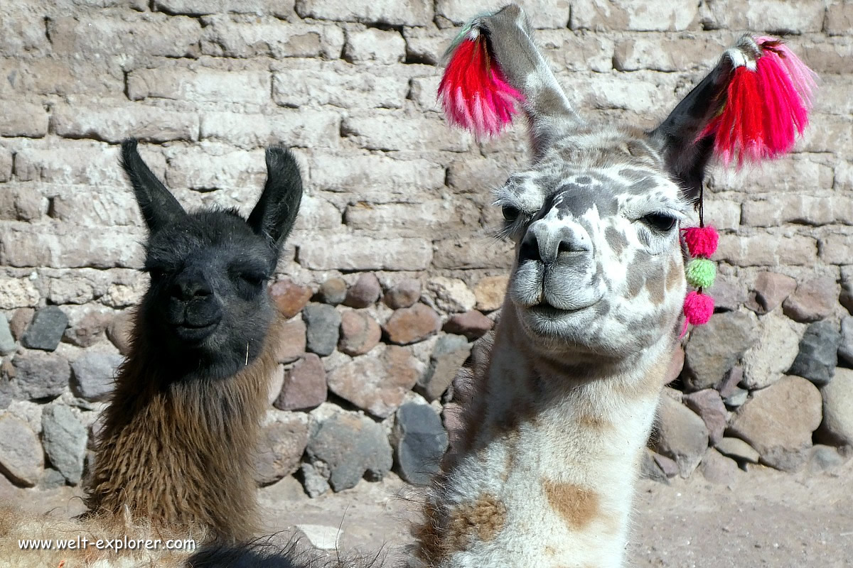 Bolivien Fauna und Tiere mit Lama oder Alpaca