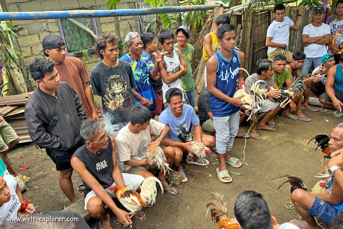 Hahnenkampf auf den Philippinen