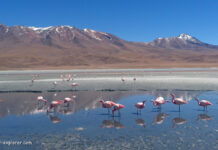 Bolivien: Reiseinformationen, Reisetipps und Reiseführer Bolivien Reiseführer, Informationen und Tipps für Reisevorbereitung