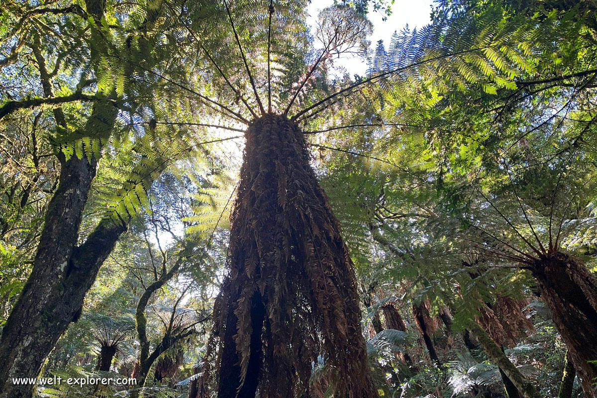 Helechos Gigantes Riesenfarn im Nebelwald von Samaipata