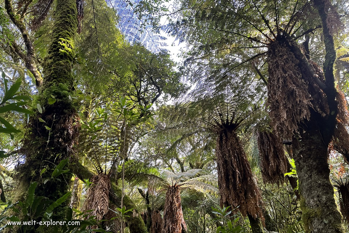 Helechos Gigantes Riesenfarn im Amboro-Nationalpark