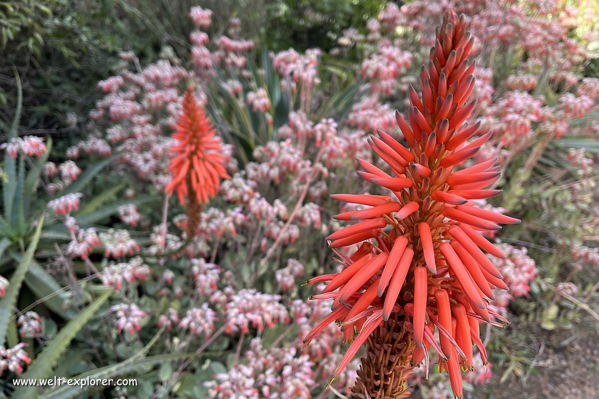 Pflanzen im Amboro-Nationalpark in Bolivien