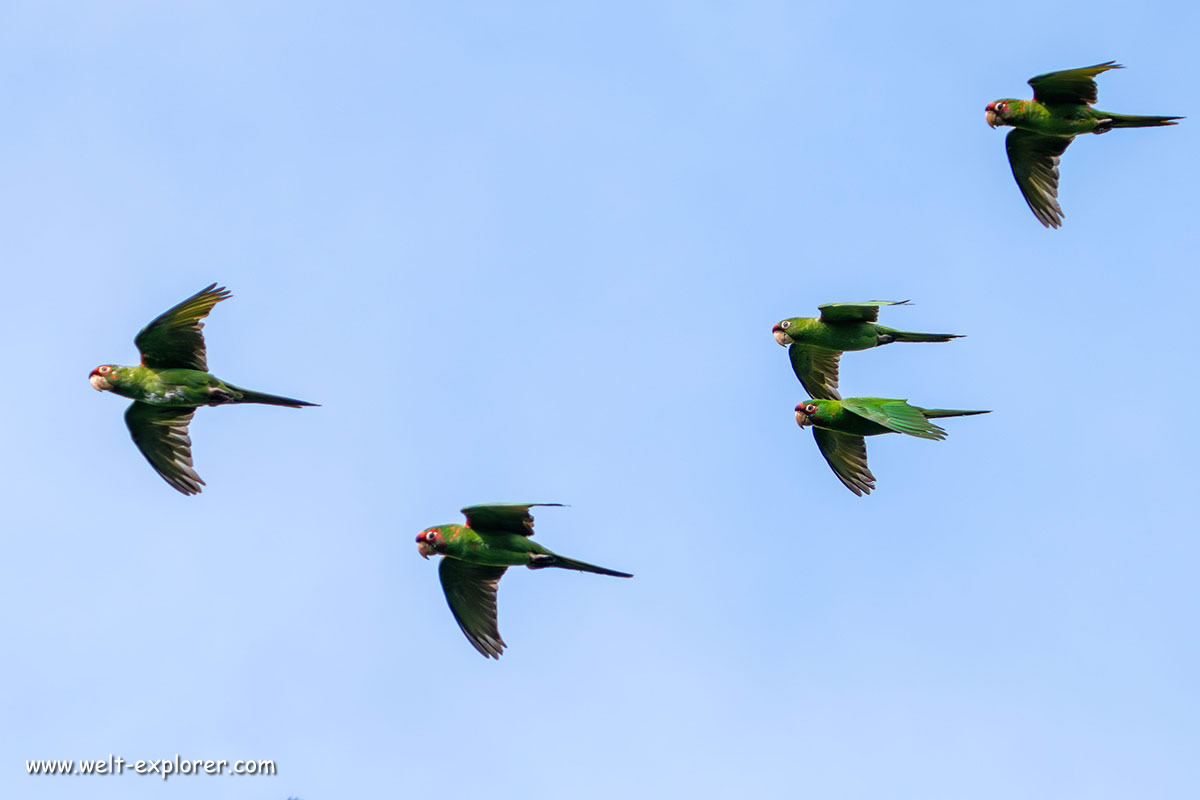 Fliegende Sittiche im Amboro-Nationalpark