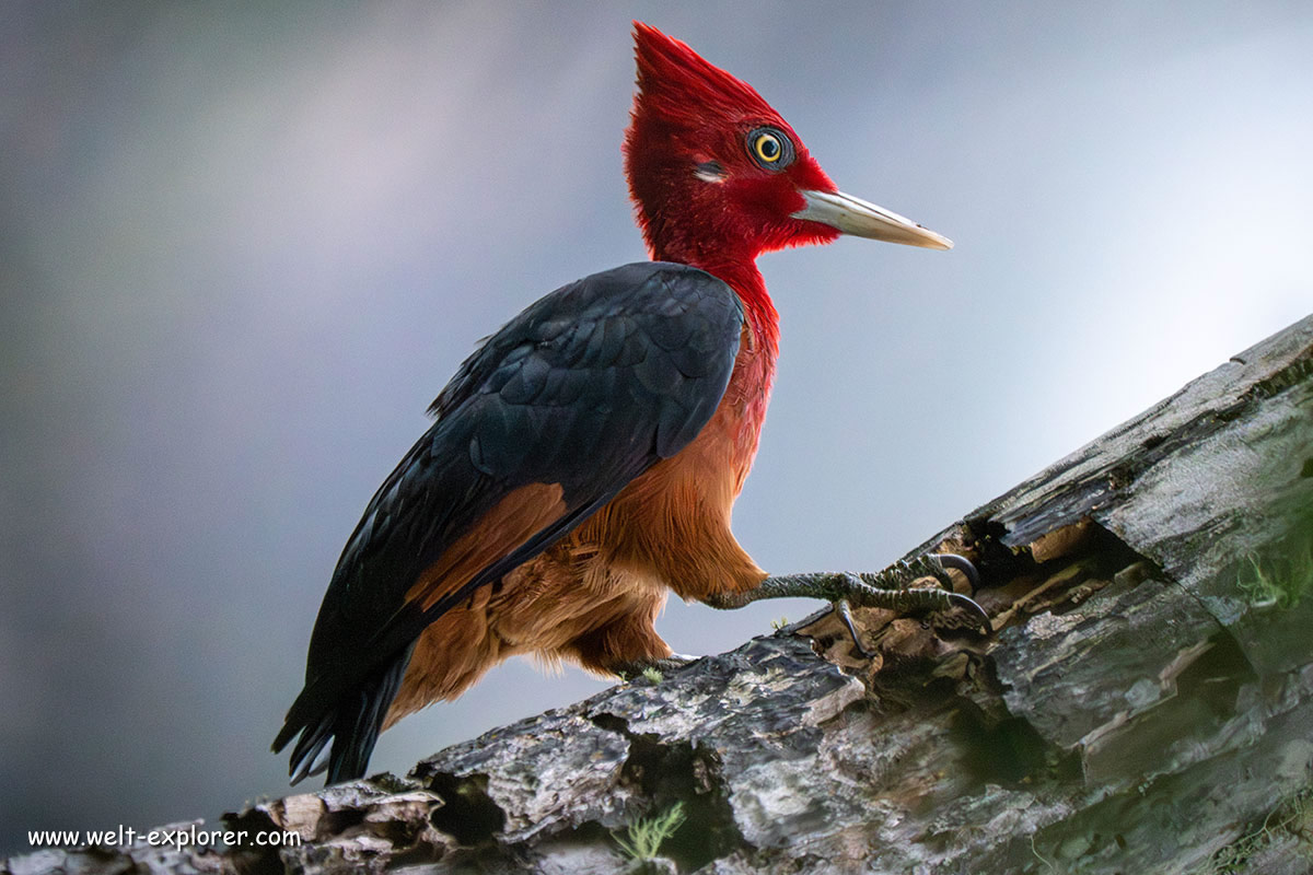 Specht aus der Tierwelt Boliviens