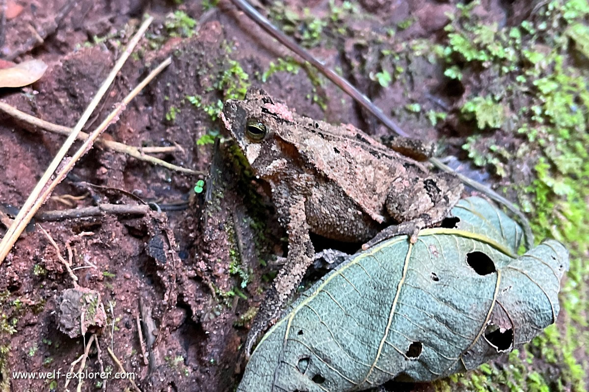Frosch Tierwelt Amboro-Nationalpark
