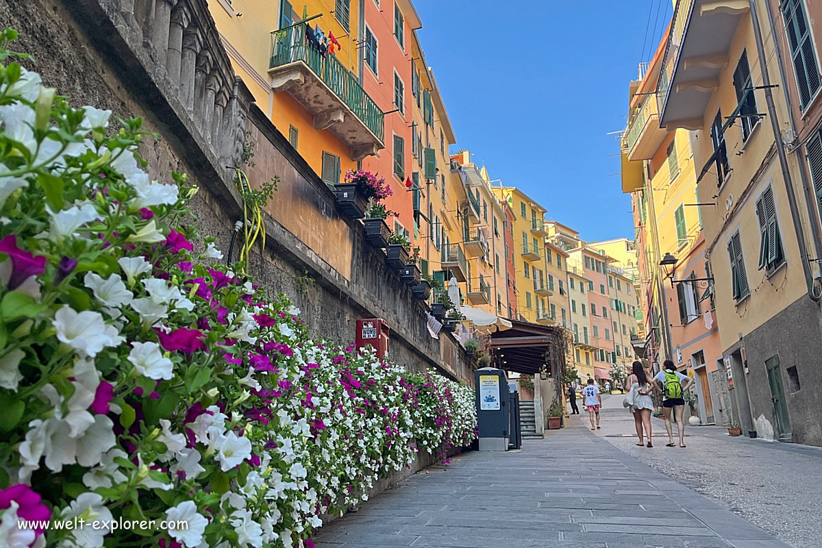 Blumen in Gasse in Riomaggiore