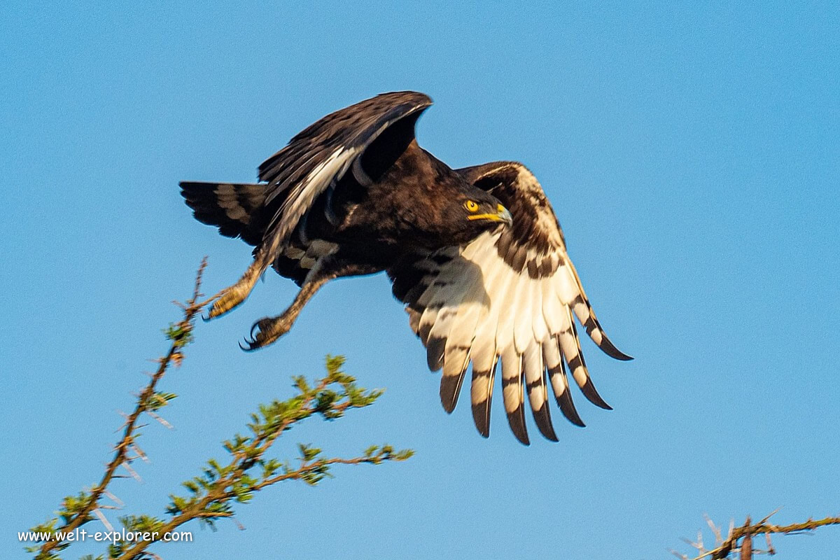 Adler im Queen-Elizabeth-Nationalpark
