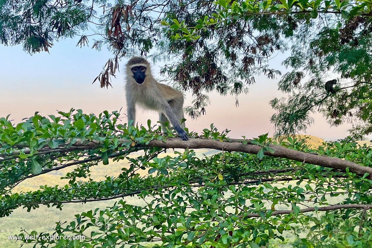 Affe Grüne Meerkatze in Uganda