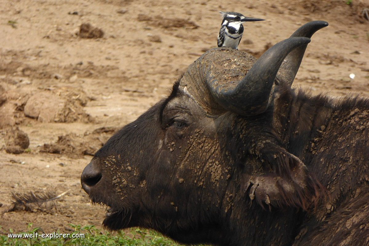 Afrikanischer Büffel mit Kingfisher oder Eisvogel