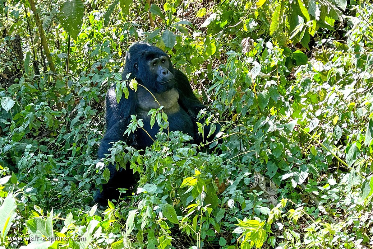 Berggorilla im Bwindi-Nationalpark in Uganda