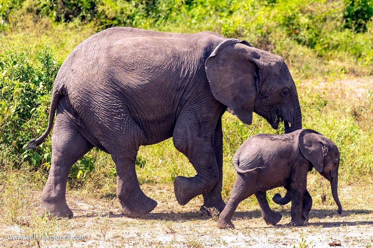 Elefanten-Safari im Queen-Elizabeth-Nationalpark in Uganda