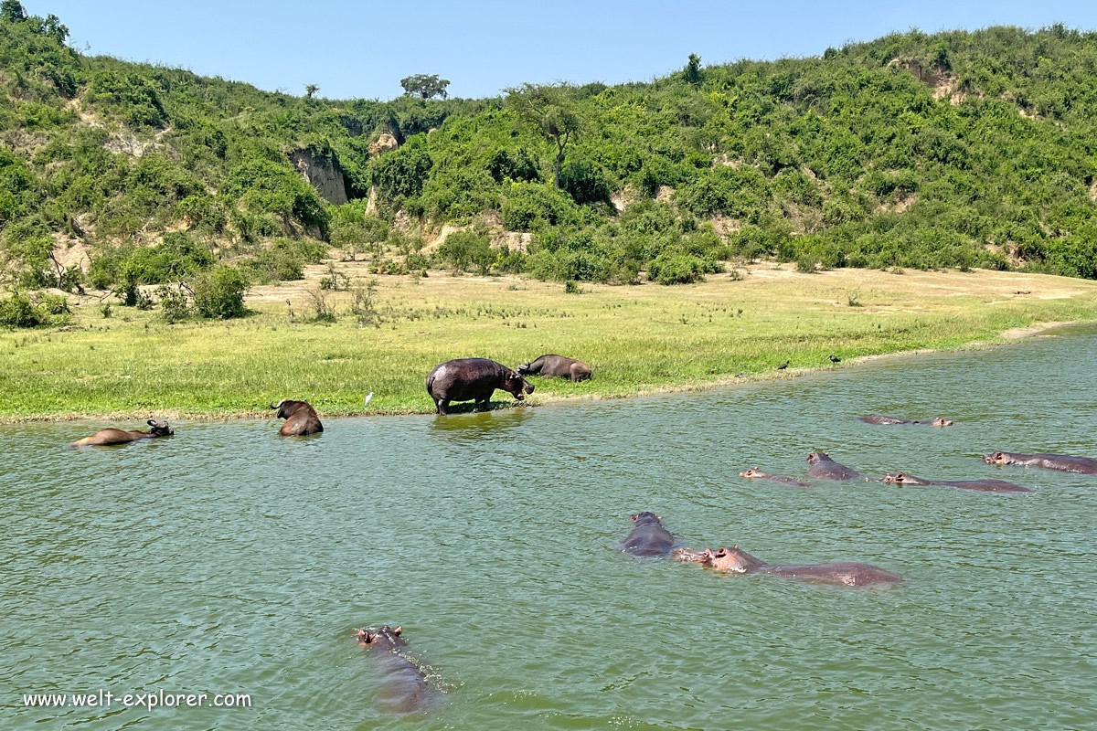 Flusspferde Hippopotamus im Kazinga-Kanal