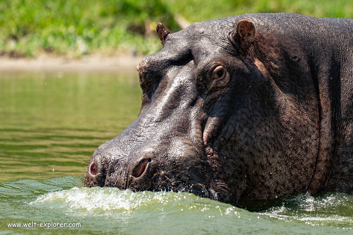 Flusspferd Hippopotamus auf der Safari in Uganda
