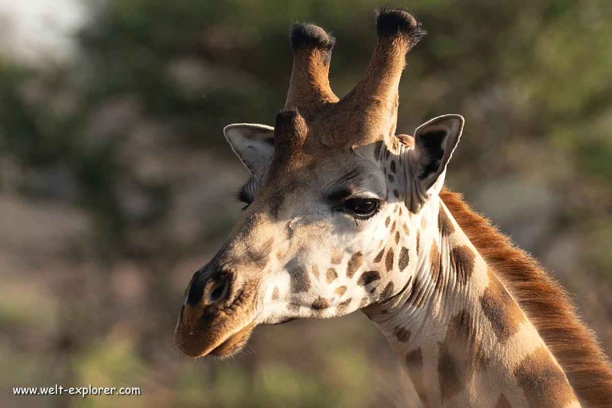 Giraffe im Mburo-Nationalpark in Uganda