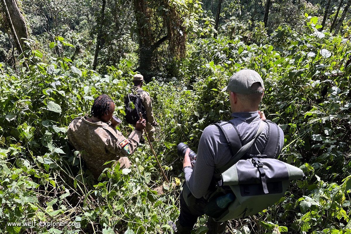 Gorilla-Tracking im Bwindi-Bergwald