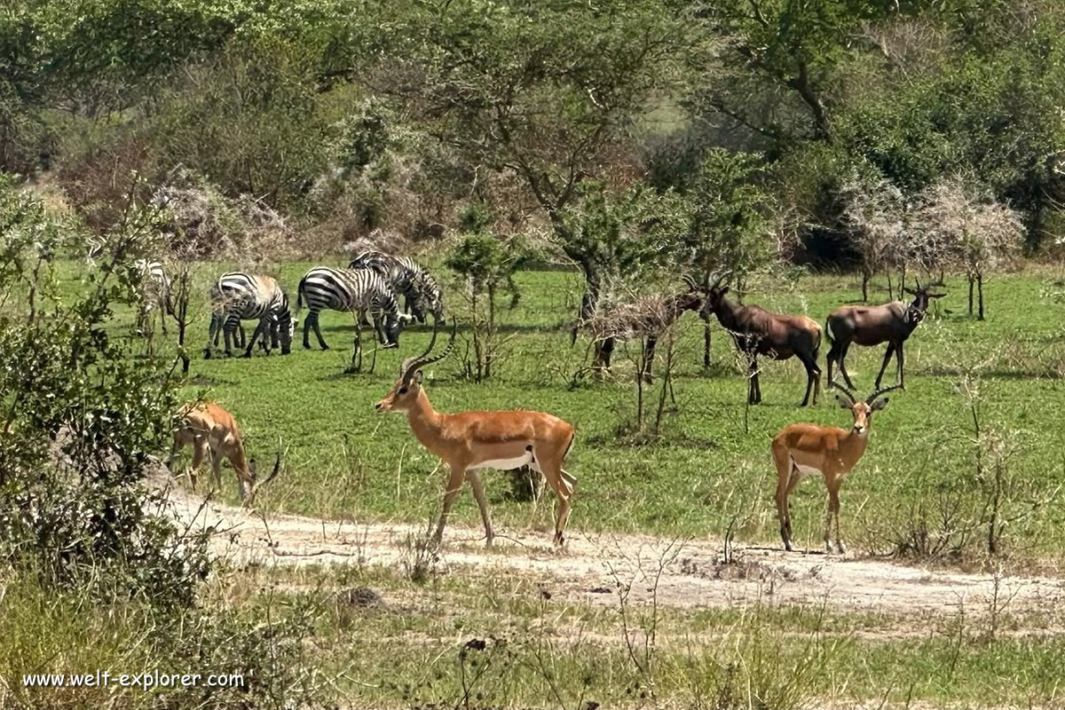 Impalas, Zebras und Topi Antelopen in Uganda