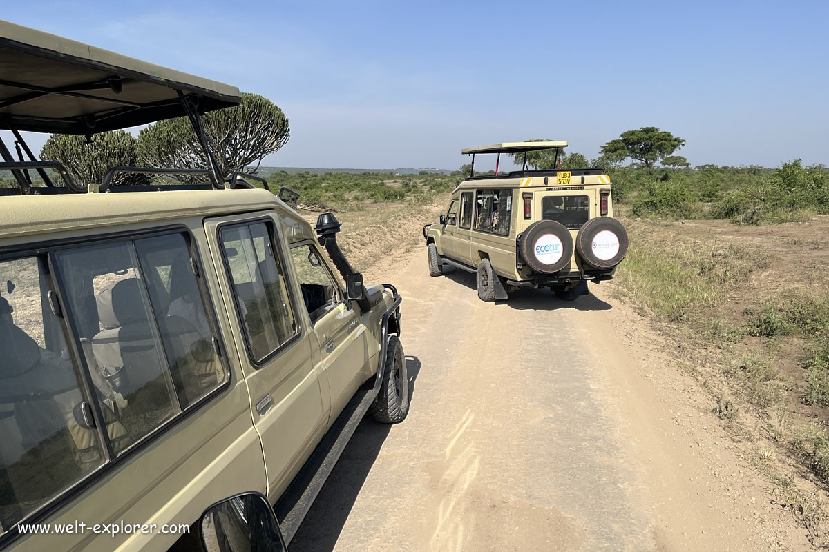 Afrikanische Jeep-Safari im Nationalpark in Uganda