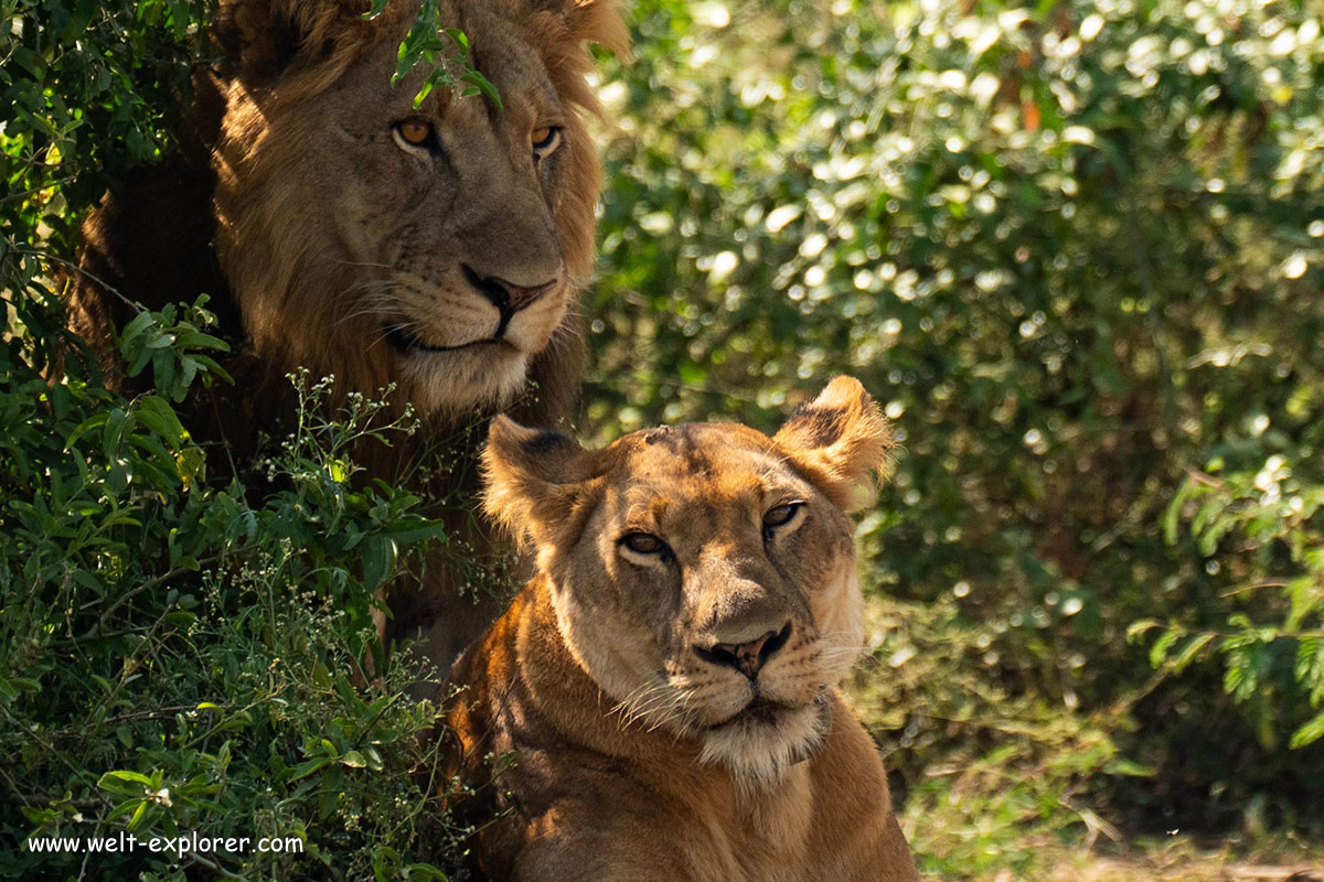 Löwe der König der Tiere im Queen-Elizabeth-Nationalpark