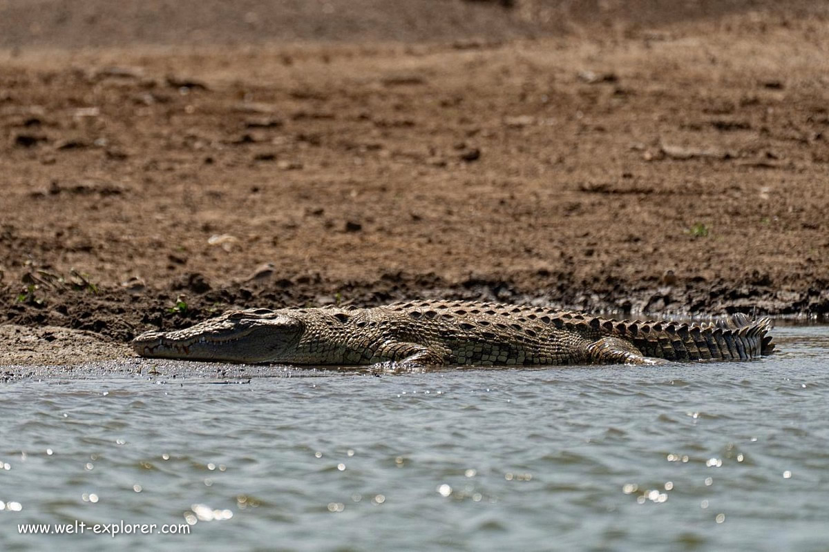 Krokodil im Kazinga-Kanal