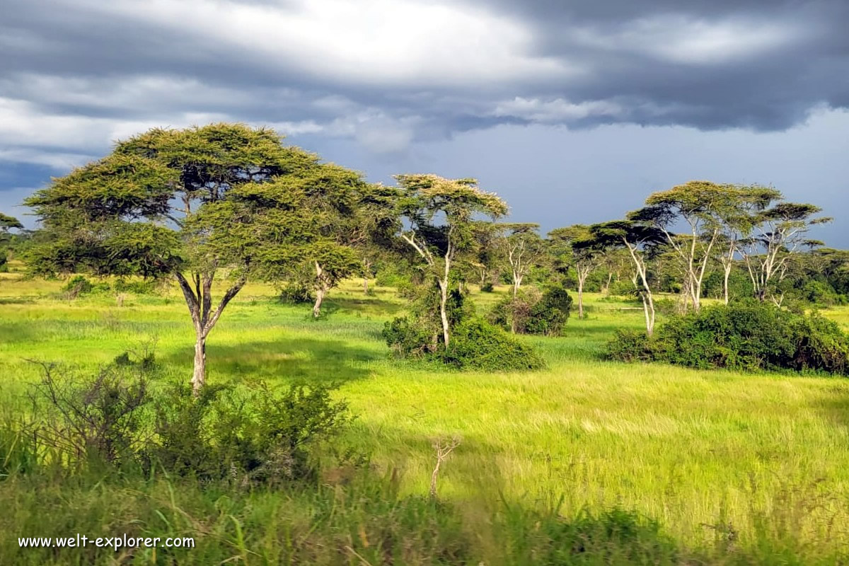Landschaft mit afrikanischer Savanne in Uganda