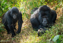 Berggorillas in Ugandas Bwindi-Nationalpark Uganda Berggorillas im Bwindi-Nationalpark in Afrika