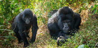 Berggorillas in Ugandas Bwindi-Nationalpark Uganda Berggorillas im Bwindi-Nationalpark in Afrika