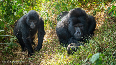 Berggorillas in Ugandas Bwindi-Nationalpark Uganda Berggorillas im Bwindi-Nationalpark in Afrika