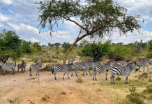 Lake Mburo Nationalpark Bike-Safari Uganda Lake Mburo Nationalpark Bike-Safari in Afrika