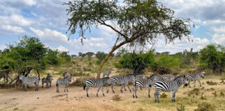 Lake Mburo Nationalpark Bike-Safari Uganda Lake Mburo Nationalpark Bike-Safari in Afrika