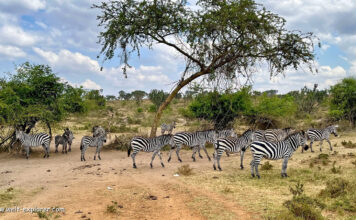 Lake Mburo Nationalpark Bike-Safari Uganda Lake Mburo Nationalpark Bike-Safari in Afrika