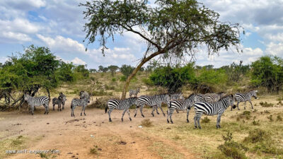 Lake Mburo Nationalpark Bike-Safari Uganda Lake Mburo Nationalpark Bike-Safari in Afrika