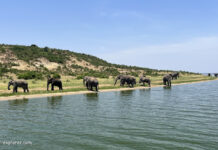 Safari und Tierwelt im Queen Elizabeth National Park Wildlife und Safari im Queen-Elizabeth-Nationalpark in Uganda
