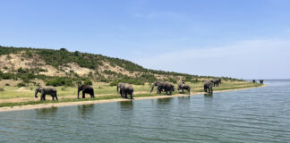Safari und Tierwelt im Queen Elizabeth National Park Wildlife und Safari im Queen-Elizabeth-Nationalpark in Uganda