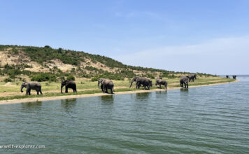 Safari und Tierwelt im Queen Elizabeth National Park Wildlife und Safari im Queen-Elizabeth-Nationalpark in Uganda