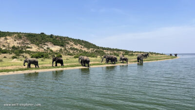 Safari und Tierwelt im Queen Elizabeth National Park Wildlife und Safari im Queen-Elizabeth-Nationalpark in Uganda